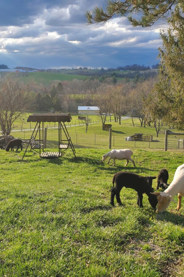 Beautiful afternoon with our sheep in the front yard